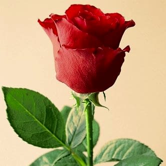 Розы голландские поштучно